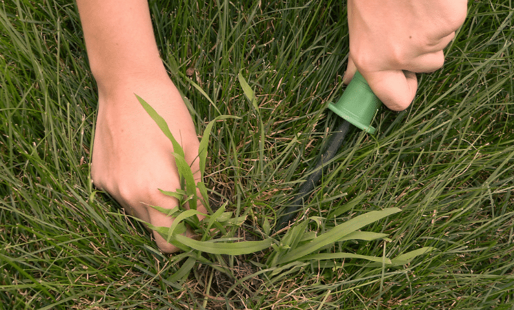 3 Facts About Early Spring Crabgrass Prevention