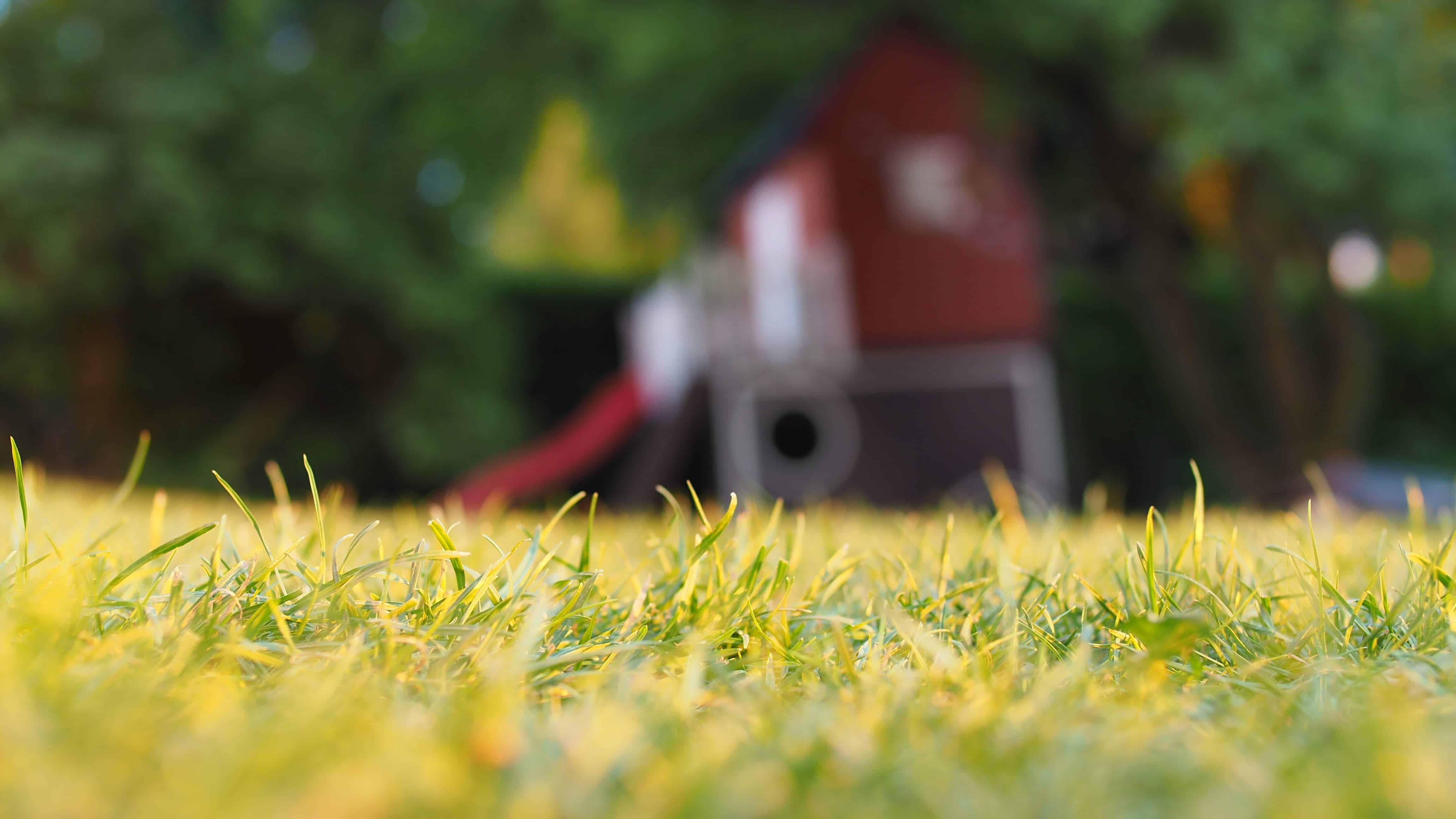 3 Signs You Have Lawn Grubs