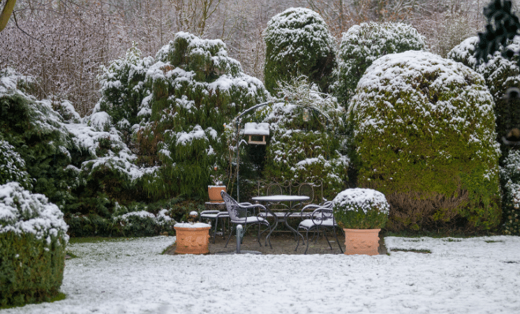 3 Types of Winter Shrub Damage