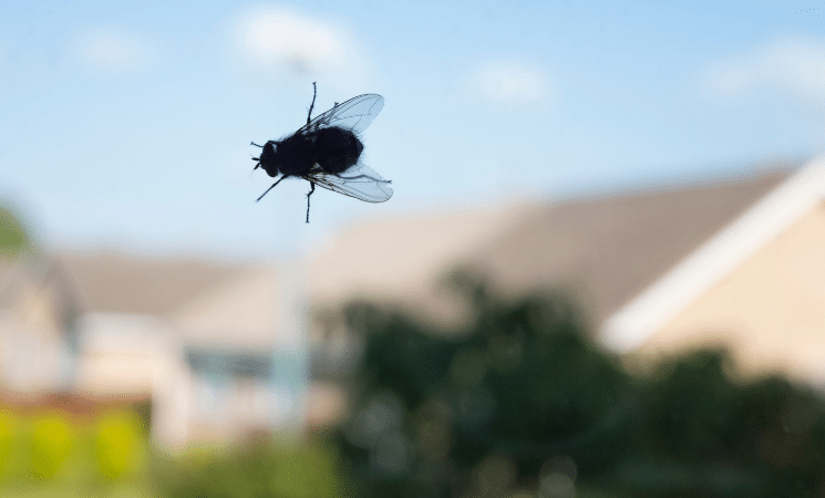 3 Ways Bugs Enter Your Home