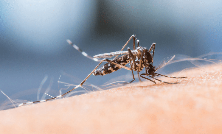 4 Reasons You Struggle with Mosquitoes