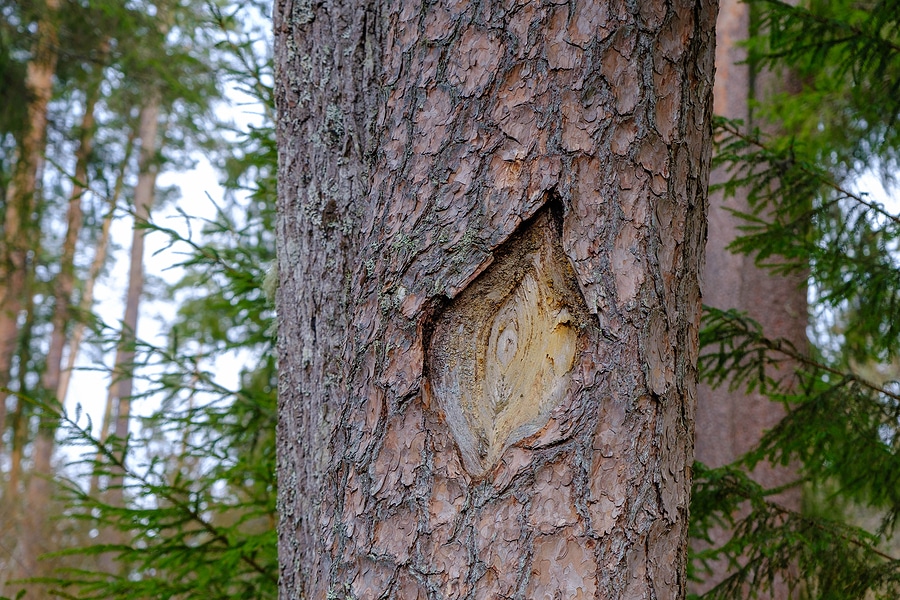 4 Trees Vulnerable to Insect Infestations in Central Michigan