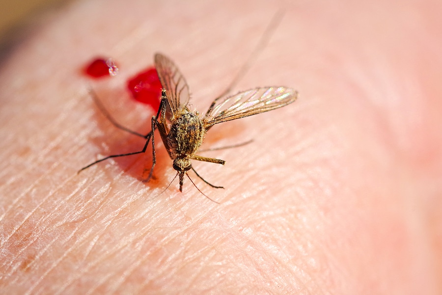 5 Surprising Reasons Mosquitoes Bite Certain People