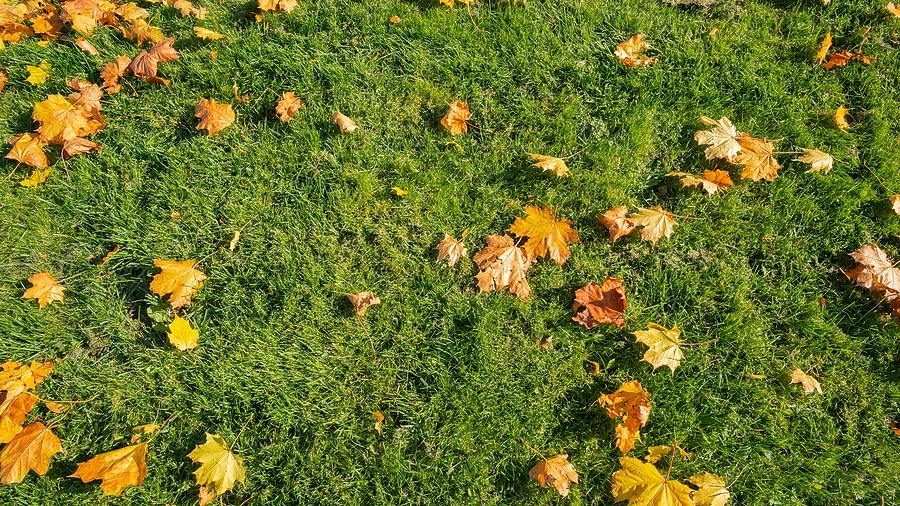 How Fall Fertilization Builds a Strong Spring Lawn