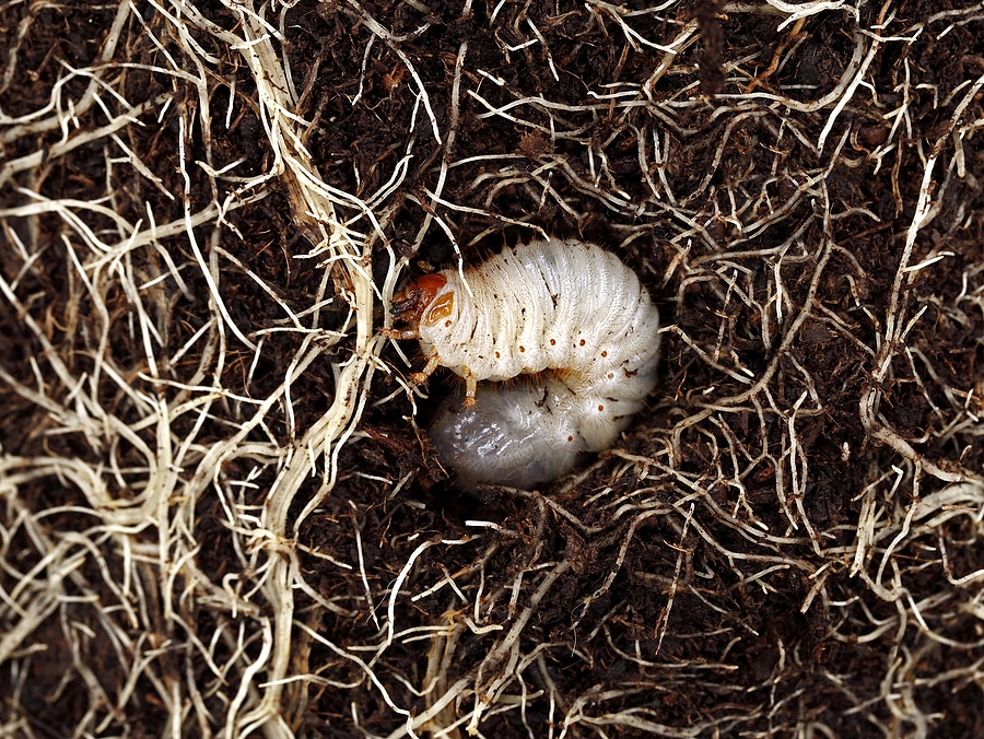 How to Repair Grub Damage to Your Lawn