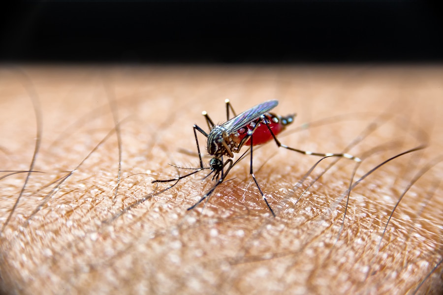 How to Take Back Your Lawn from Mosquitos