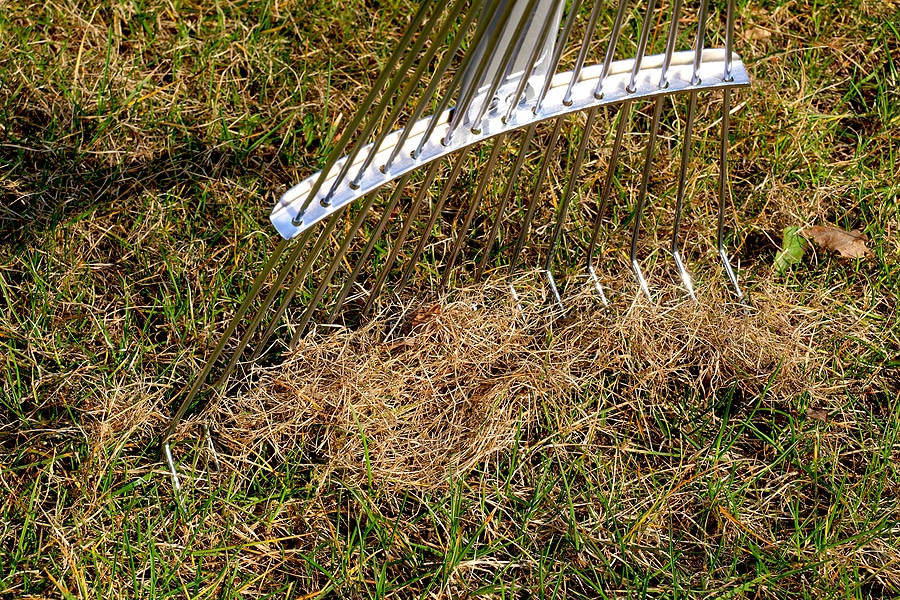 Reviving Your Lawn After the Snow Melts