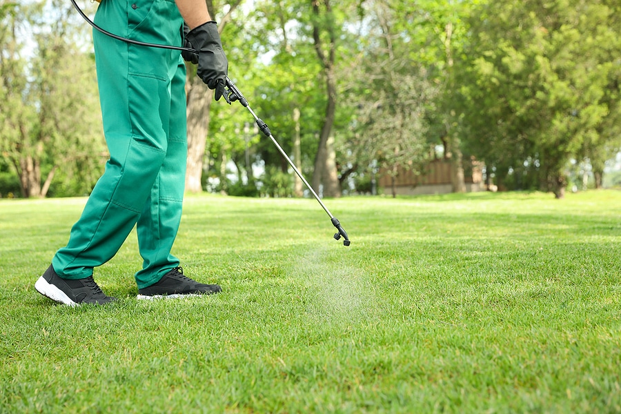 How to Stay Head of Summer Pests