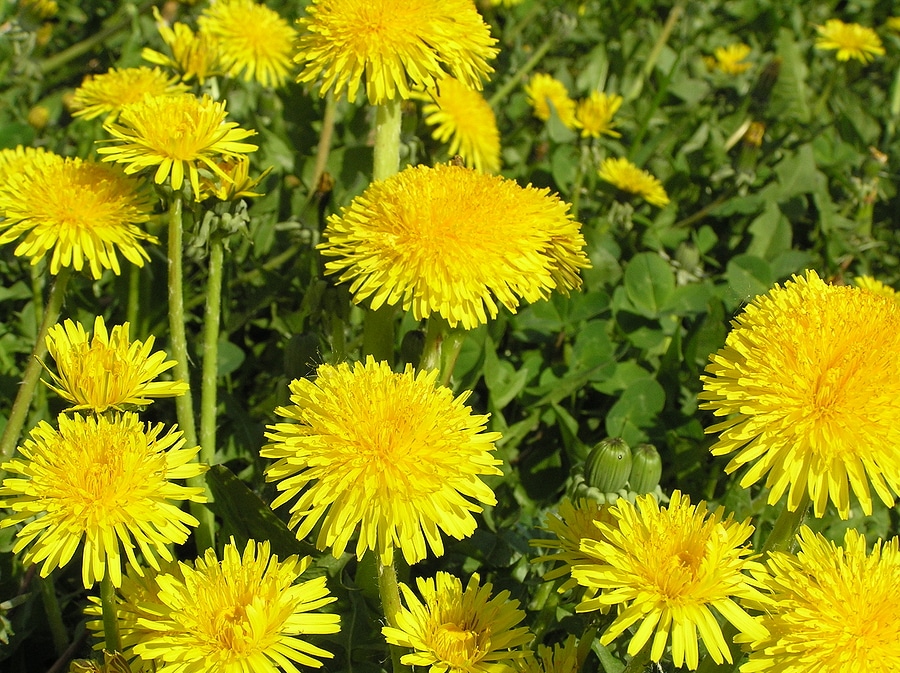The Truth About Broadleaf Weeds in Your Lawn