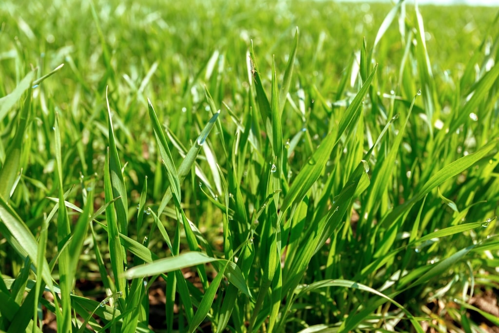 Why Pre-Emergent Is Your Best Weapon Against Crabgrass