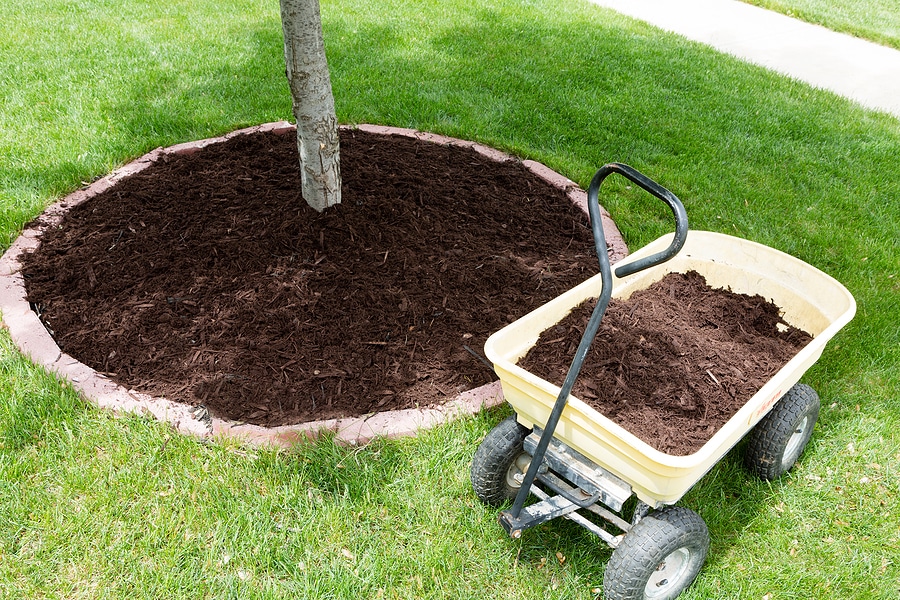 Why Tree Nutrition Matters