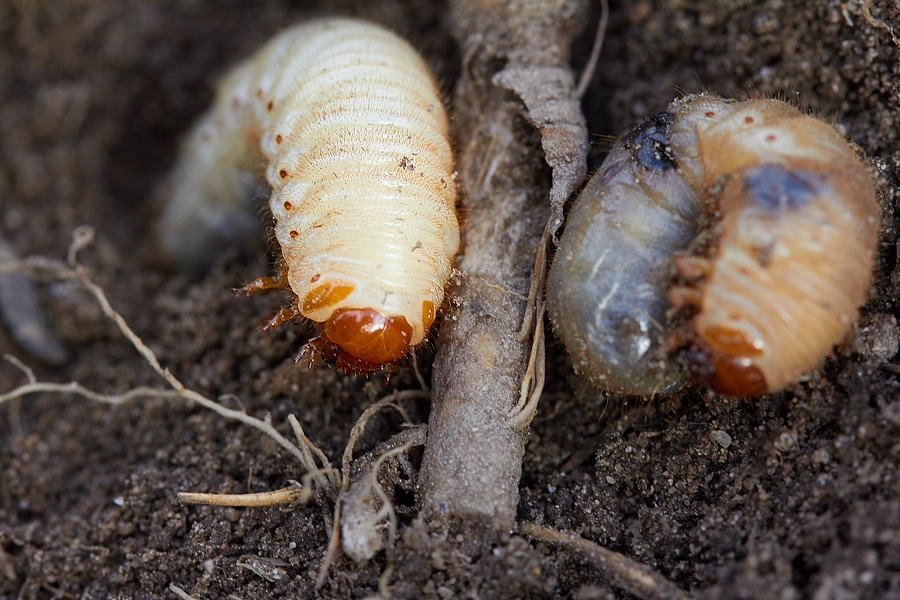 Why is Early Grub Control Crucial to Your Lawn?