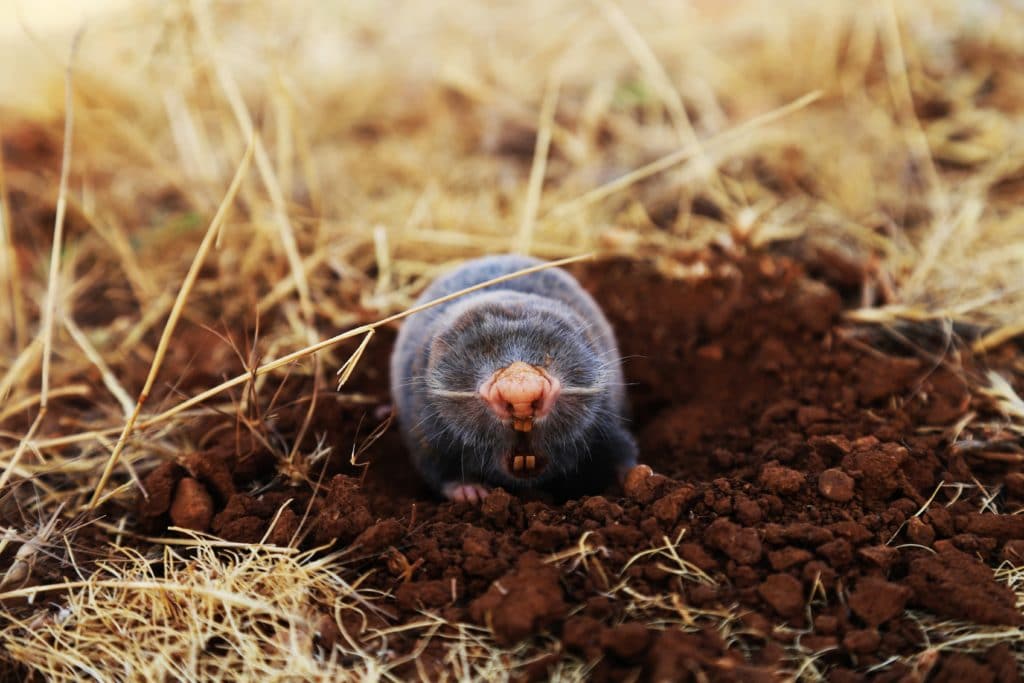 Homeowners Lawn Guide: Moles