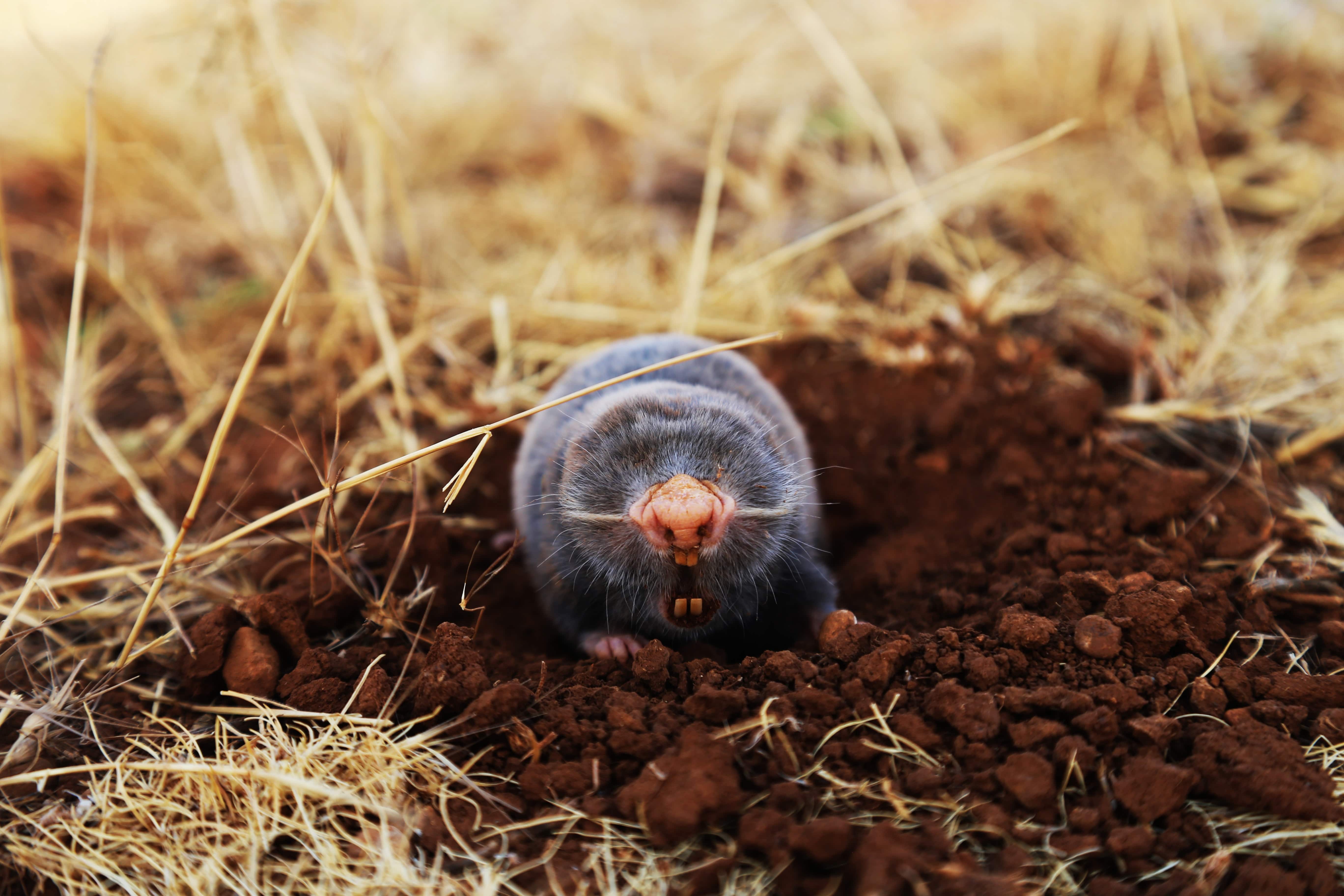 Homeowners Lawn Guide: Moles