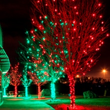 How to Keep Landscape Beds & Trees Healthy While Holiday Lights Are Up